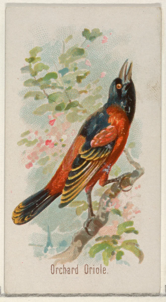 Orchard Oriole, from the Song Birds of the World series (N23) for Allen & Ginter Cigarettes by Allen & Ginter, print, 1890