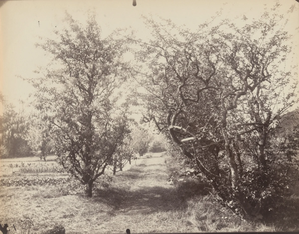 Parc Delessert by Eugène Atget, photograph, 1914