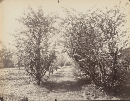 Parc Delessert by Eugène Atget, photograph, 1914