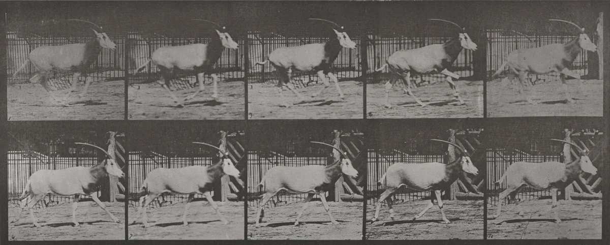 Plate Number 680. Oryx galloping by Eadweard Muybridge, photograph, 1887