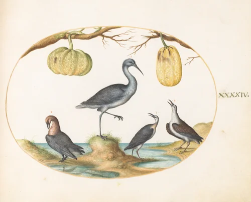 Plate 44: Godwit(?) and Sandpipers with Two Gourds by Joris Hoefnagel, drawing, 1570-1599