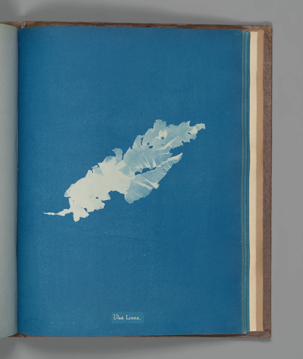 Ulva Linza by Anna Atkins, photograph, 1851-1855