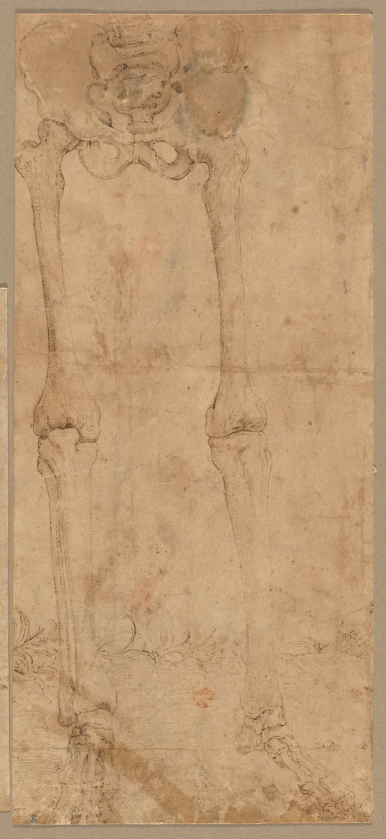 Lower Half of Skeleton from the Front by Battista Franco, drawing, 1540-1545