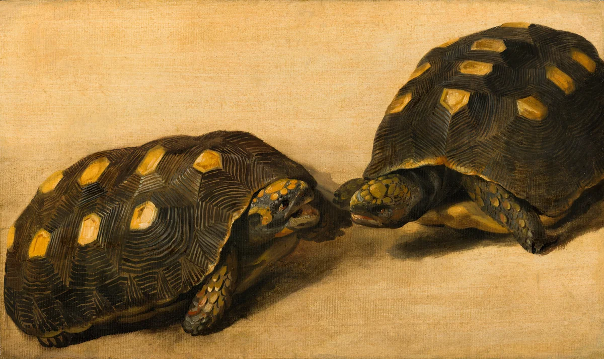 Study of Two Brazilian Tortoises by Albert Eckhout, painting, 1640
