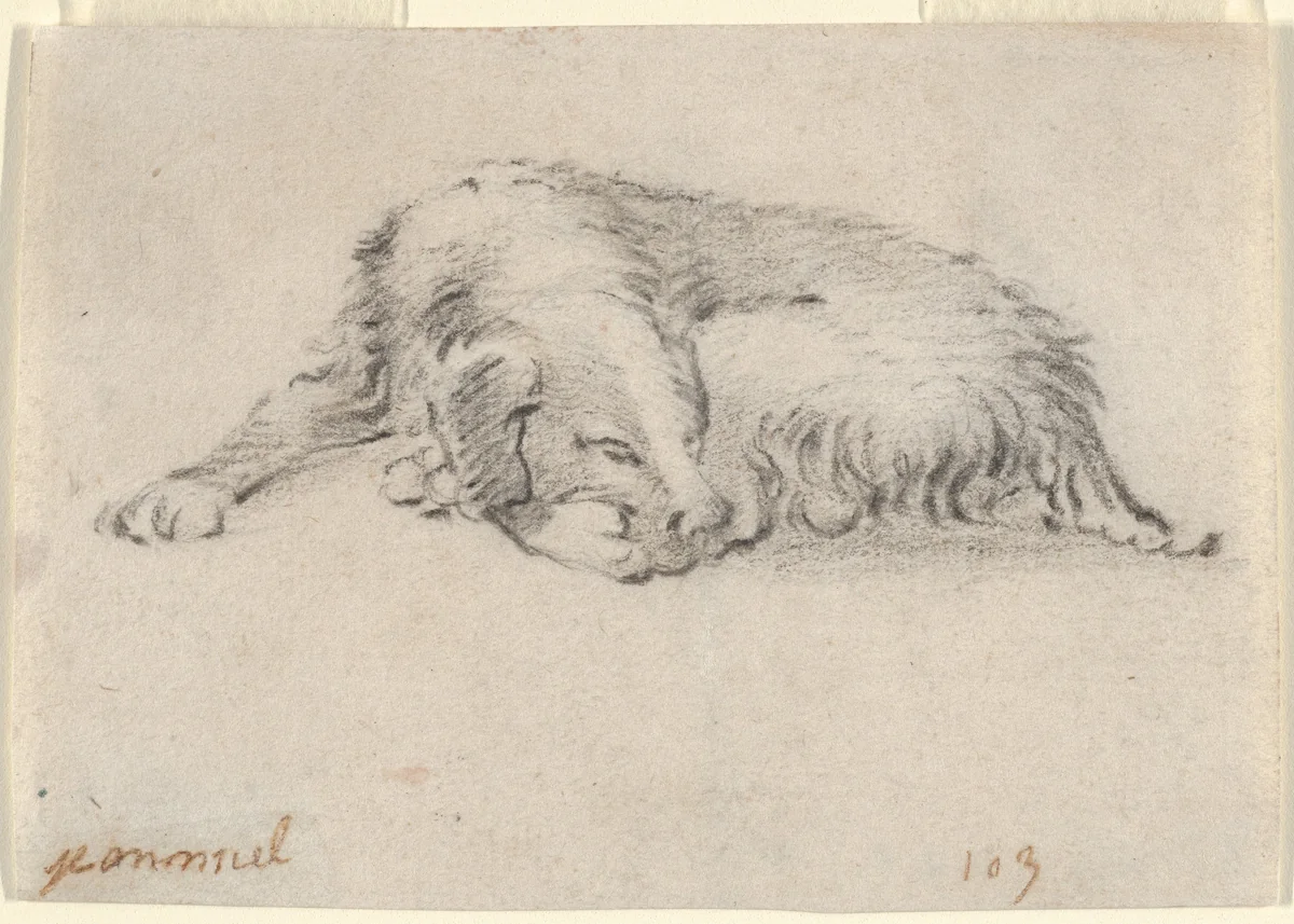 Study of a Sleeping Dog by Jan Miel, drawing, 1619-1664