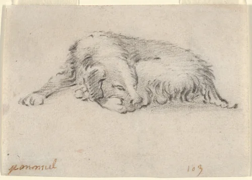 Study of a Sleeping Dog by Jan Miel, drawing, 1619-1664
