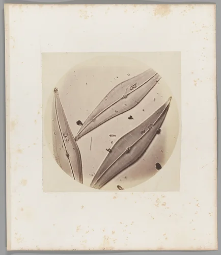 [Untitled] by Auguste-Adolphe Bertsch, photograph, 1853-1857