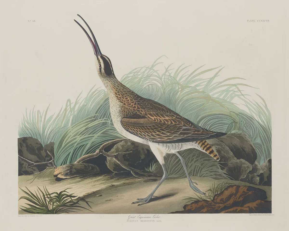 Great Esquimaux Curlew by Robert Havell, Jr.; John James Audubon, print, 1835