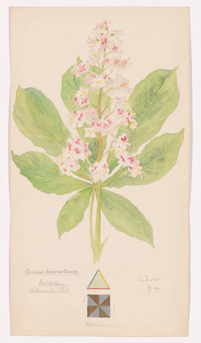 Aesculus hippocastanum (Horse Chestnut). Sheet 12 from the portfolio Nature Studies by Hilma af Klint, drawing, 1919