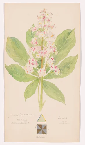 Aesculus hippocastanum (Horse Chestnut). Sheet 12 from the portfolio Nature Studies by Hilma af Klint, drawing, 1919