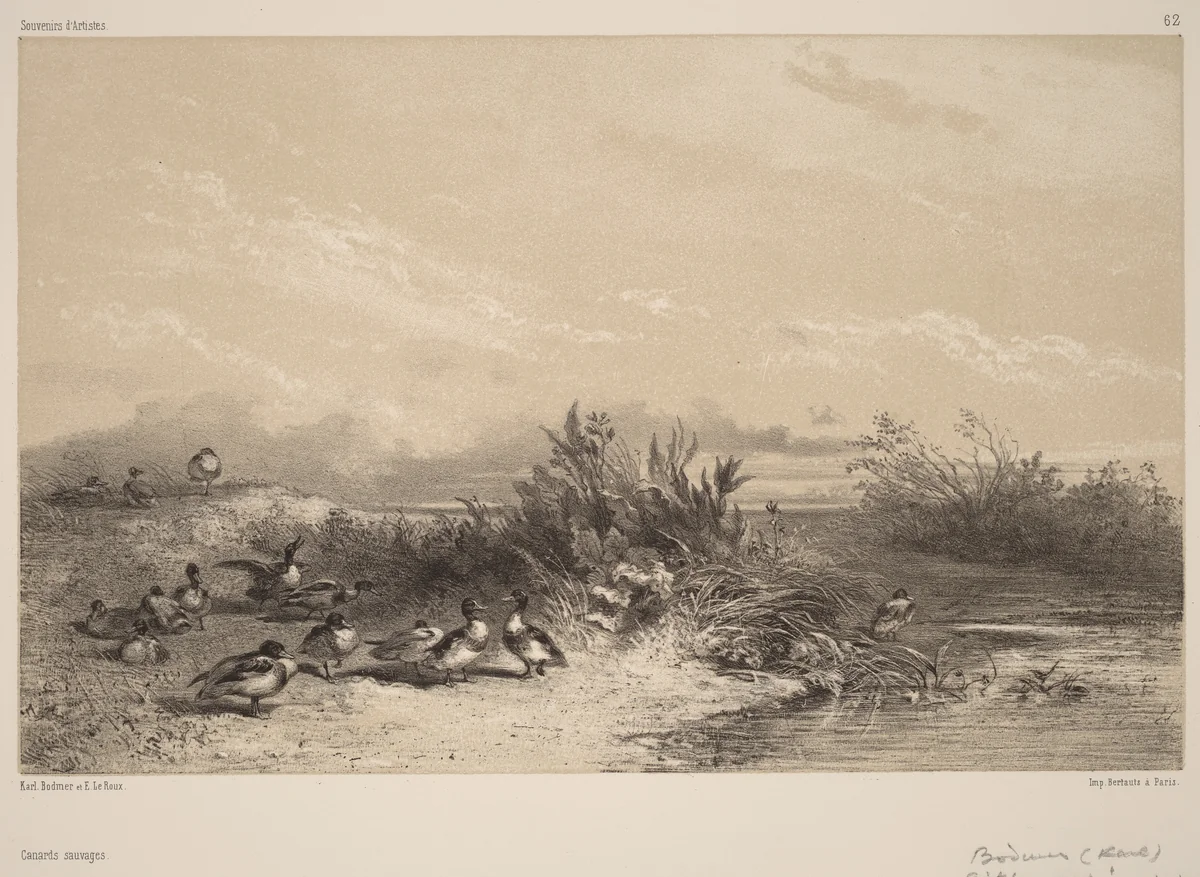 Canards Sauvages by Karl Bodmer, print, 1809-1893