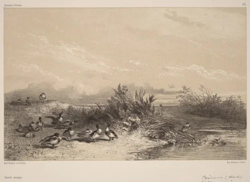 Canards Sauvages by Karl Bodmer, print, 1809-1893