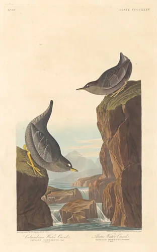 Columbian Water Ouzel and Arctic Water Ouzel by Robert Havell, Jr.; John James Audubon, print, 1838