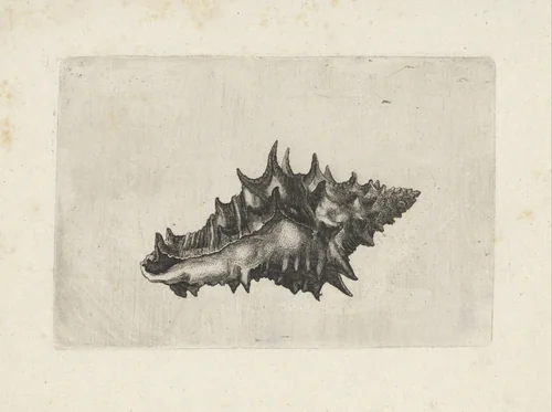 Schelp, vasum ceramicum by Wenceslaus Hollar, print, 1644-1652