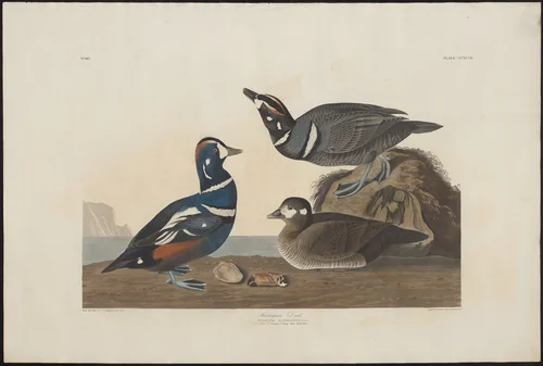 Harlequin Duck by Robert Havell, print, 1826-1839