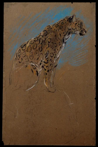 Study of a Jaguar by John Macallan Swan, drawing, 1874-1910