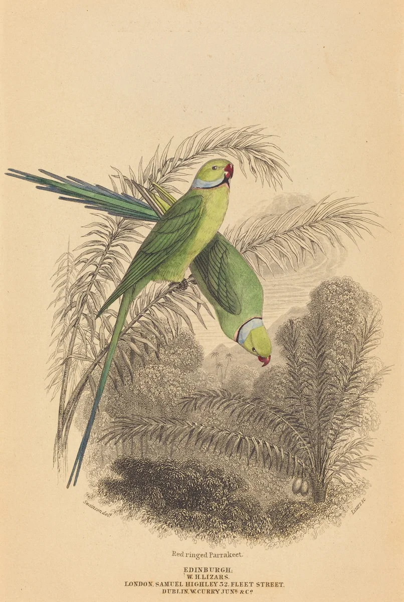 Red Ringed Parrakeet by William Home Lizars; William Swainson, print, 1788-1859