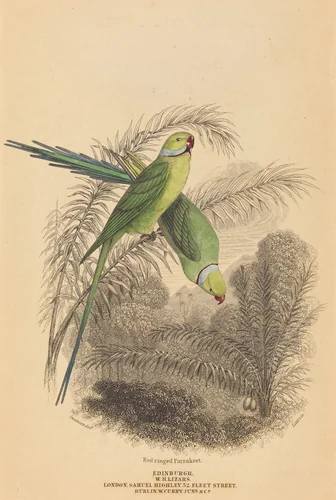 Red Ringed Parrakeet by William Home Lizars; William Swainson, print, 1788-1859
