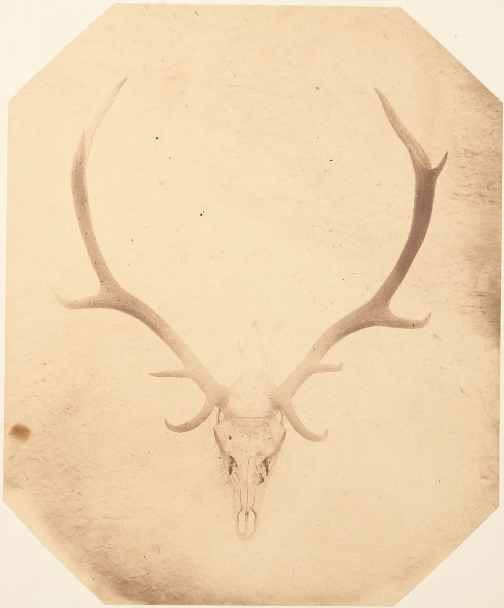 [Stag Trophy Head, Killed by Ned Ross] by Horatio Ross, photograph, 1858