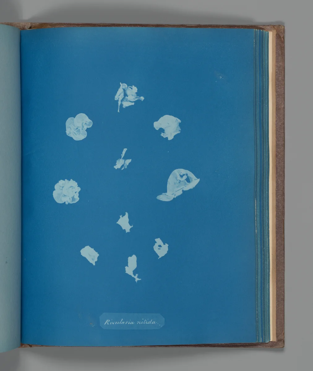 Rivularia nitida by Anna Atkins, photograph, 1851-1855