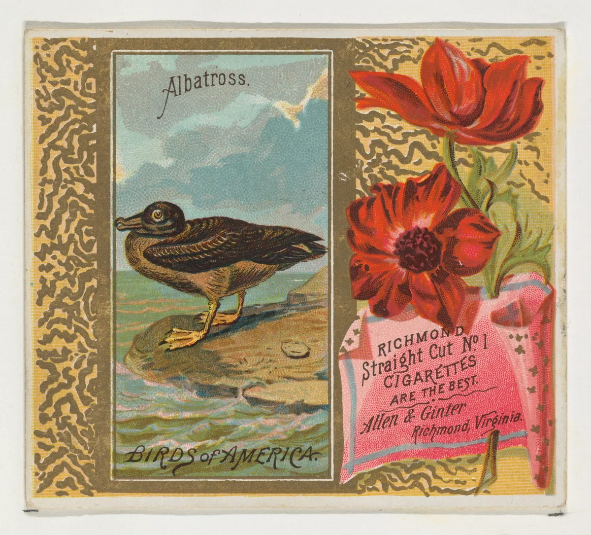 Albatross, from the Birds of America series (N37) for Allen & Ginter Cigarettes by Allen & Ginter, print, 1888