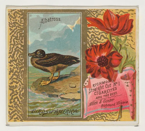 Albatross, from the Birds of America series (N37) for Allen & Ginter Cigarettes by Allen & Ginter, print, 1888