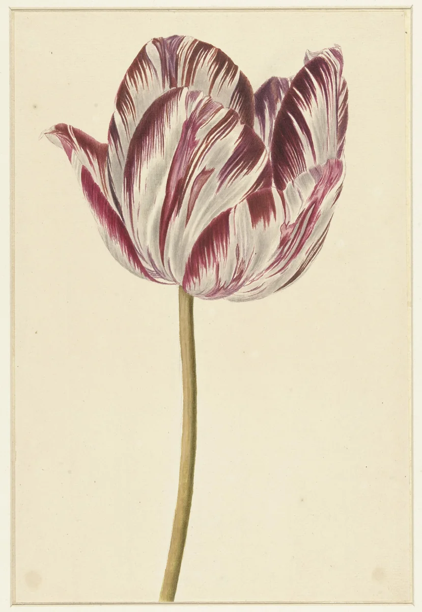 Rood-witte tulp by anonymous, drawing, 1700-1800