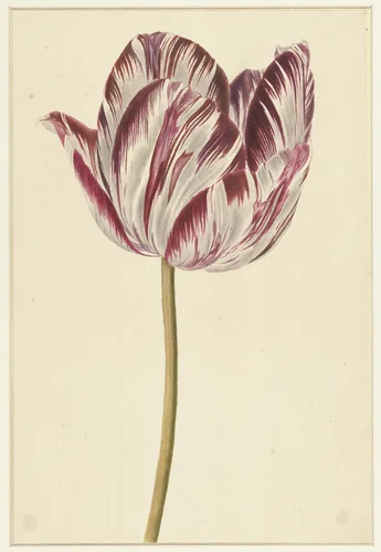 Rood-witte tulp by anonymous, drawing, 1700-1800