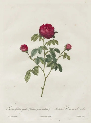 Provence or French Rose by Henry Joseph Redouté, print, 1817-1824