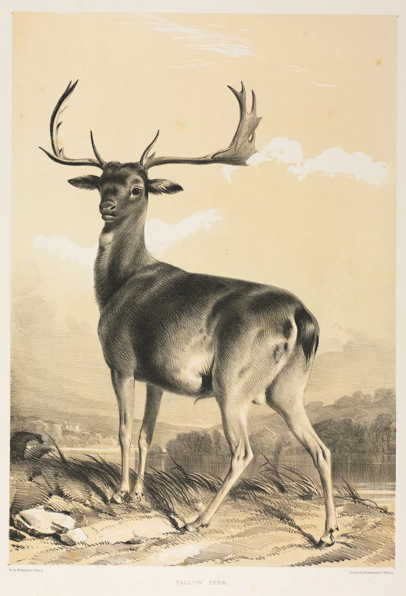 Fallow Deer by William Barraud, print