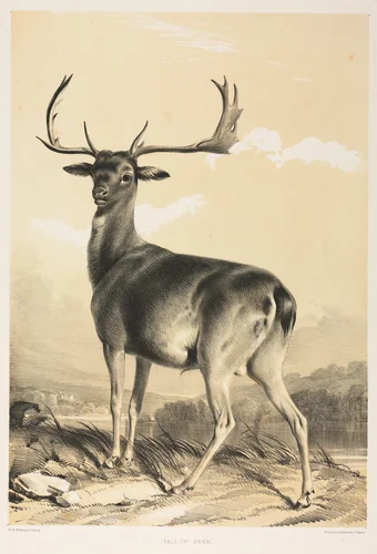 Fallow Deer by William Barraud, print