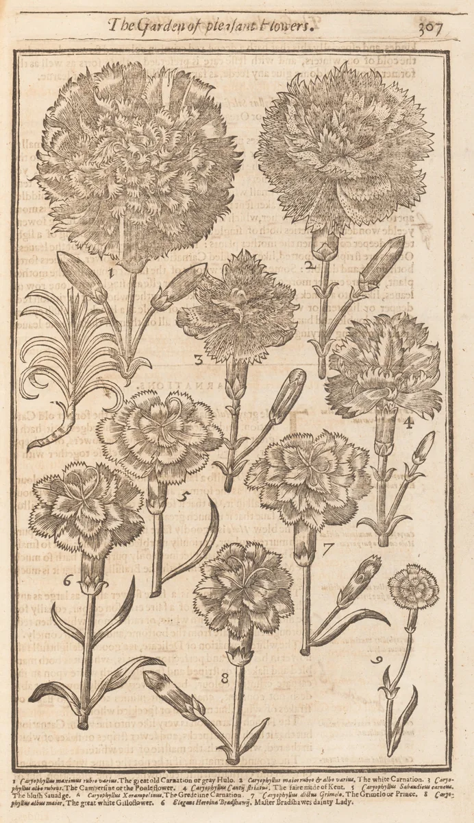 The Compleat Gardeners Practice, Directing the Exact Way of Gardening in three Parts by Stephen Blake, book, 1664