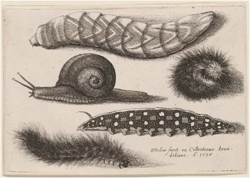 Four Caterpillars and a Snail by Wenceslaus Hollar, print, 1646