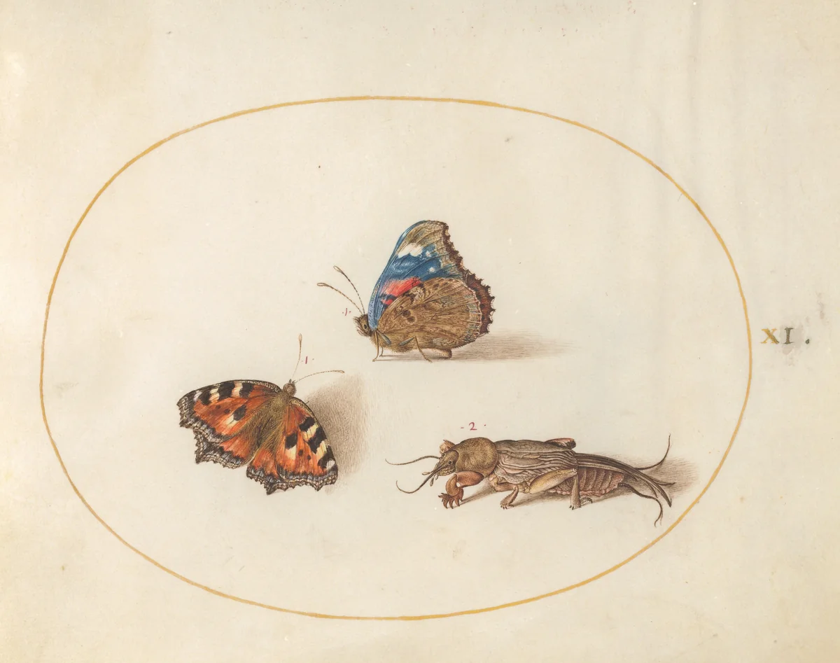 Plate 11: Small Tortoiseshell and Red Admiral Butterflies with a Mole Cricket by Joris Hoefnagel, drawing, 1570-1599