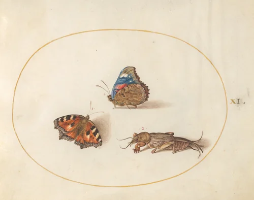 Plate 11: Small Tortoiseshell and Red Admiral Butterflies with a Mole Cricket by Joris Hoefnagel, drawing, 1570-1599