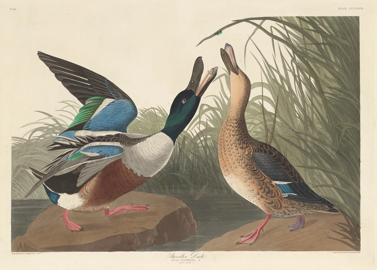 Shoveller Duck by Robert Havell, Jr.; John James Audubon, print, 1836