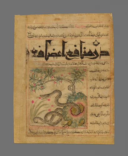 Viper in a Rocky Garden from Manafi' al-Hayawan (On the Usefulness of Animals) of Ibn Bakhtishu' by Iran, painting, 1290-1310