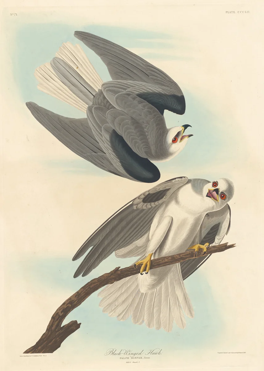 Black-winged Hawk by Robert Havell, Jr.; John James Audubon, print, 1837