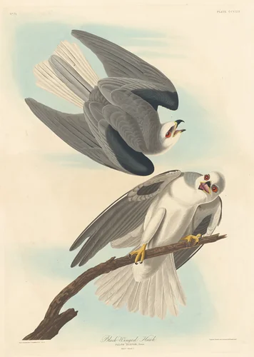 Black-winged Hawk by Robert Havell, Jr.; John James Audubon, print, 1837