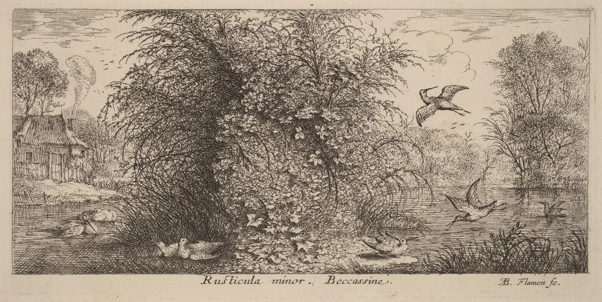 Rusticula minor, The Snipe by Albert Flamen, print, 1620-1669