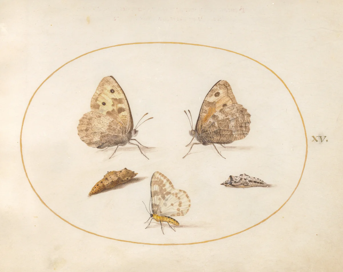 Plate 15: Grayling Butterfly, Magpie Moth, and Two Chrysalides by Joris Hoefnagel, drawing, 1570-1599