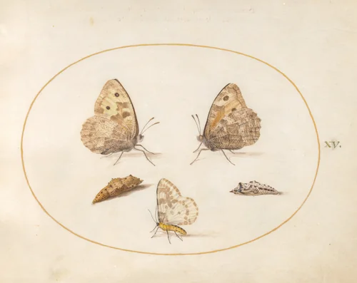 Plate 15: Grayling Butterfly, Magpie Moth, and Two Chrysalides by Joris Hoefnagel, drawing, 1570-1599