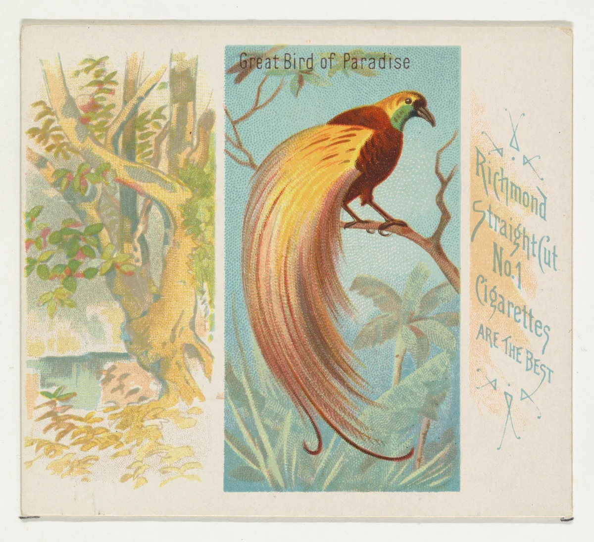 Great Bird of Paradise, from Birds of the Tropics series (N38) for Allen & Ginter Cigarettes by Allen & Ginter, print, 1889