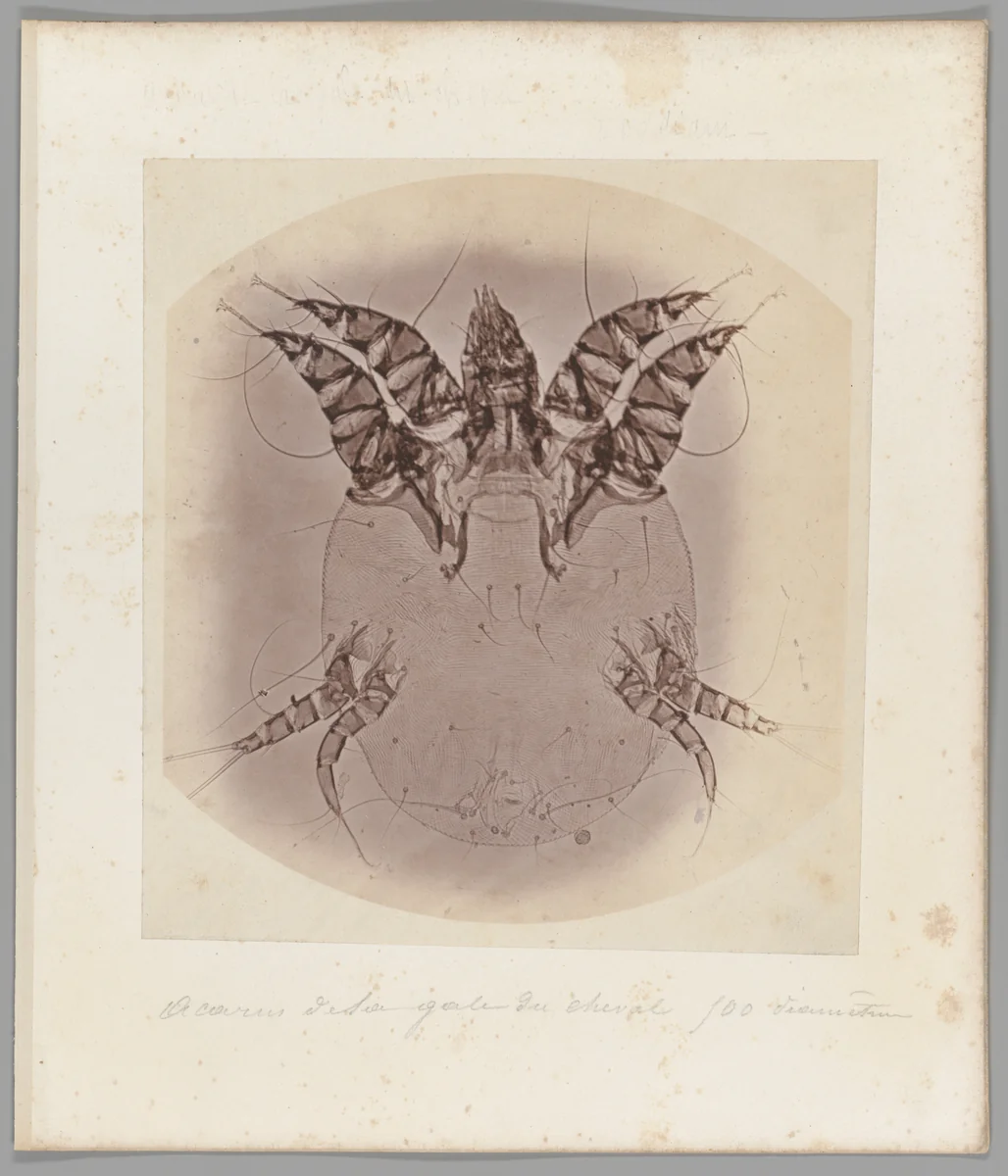 [Untitled] by Auguste-Adolphe Bertsch, photograph, 1853-1857