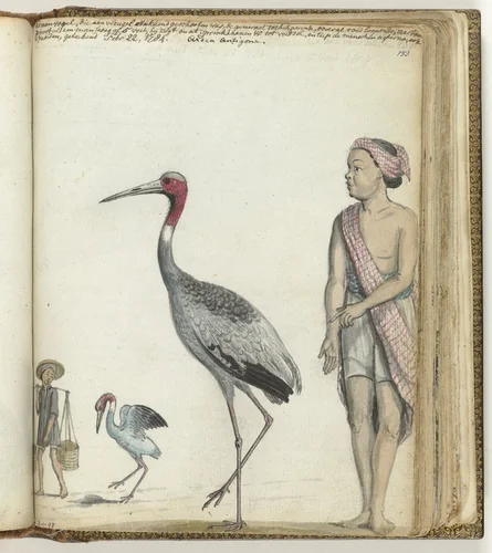 Kraanvogel by Jan Brandes, drawing, 1784