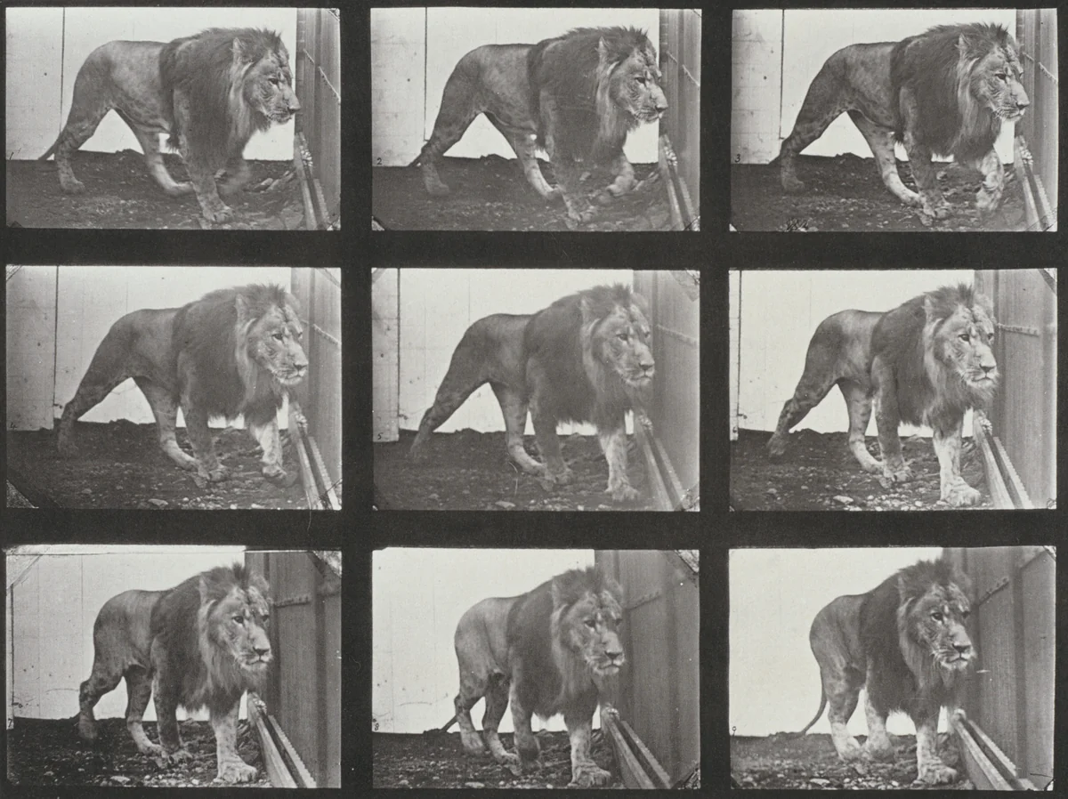 Plate Number 721. Lion walking by Eadweard Muybridge, photograph, 1887