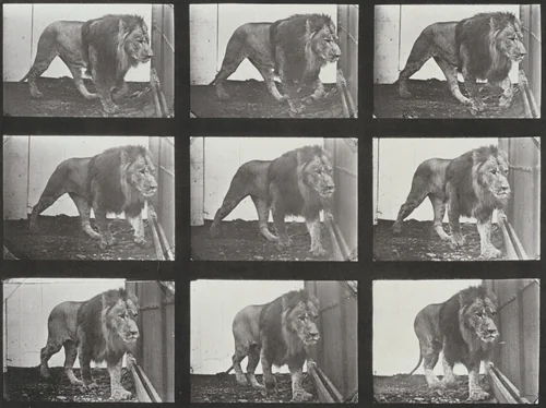 Plate Number 721. Lion walking by Eadweard Muybridge, photograph, 1887