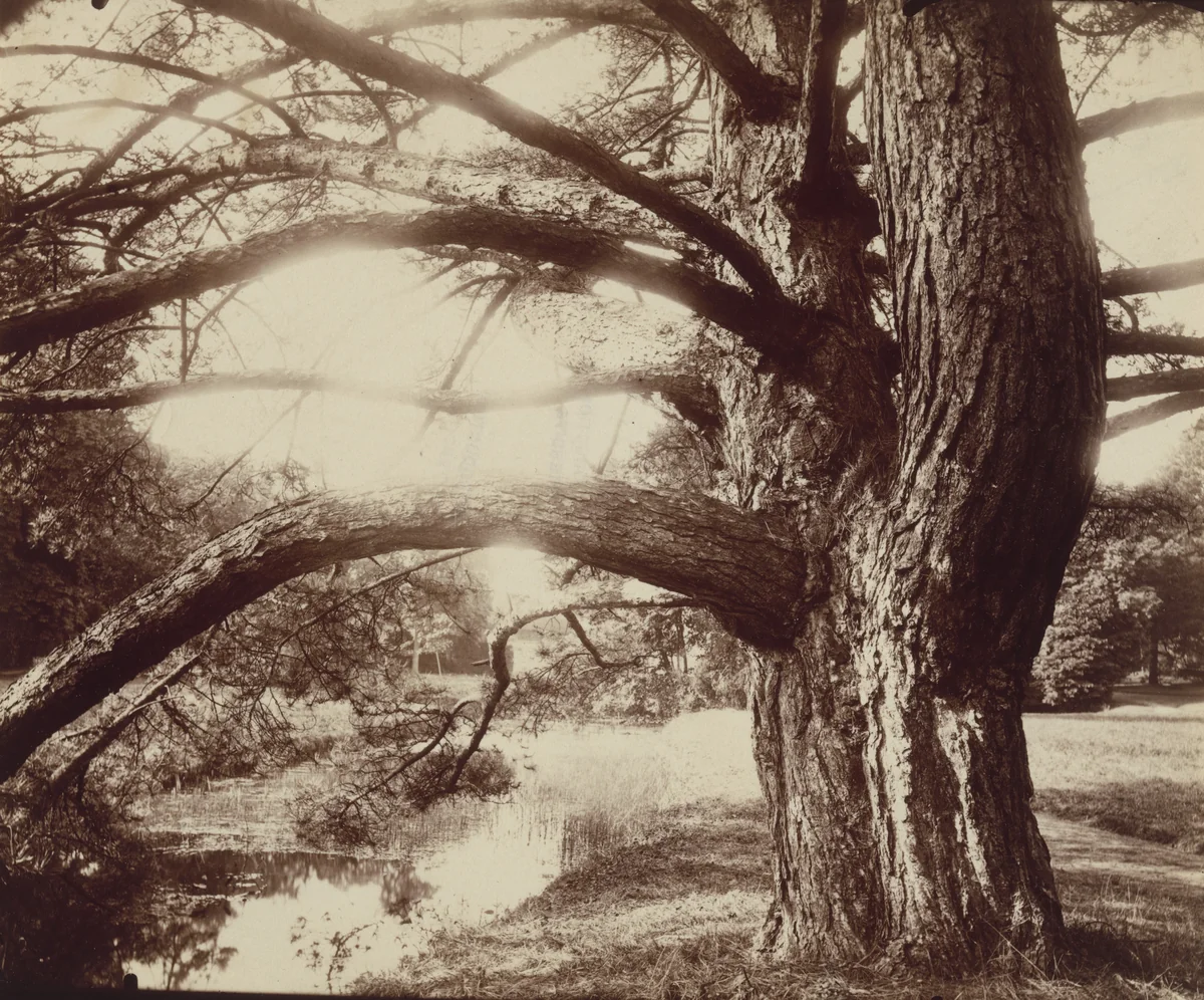 Trianon by Eugène Atget, photograph, 1910