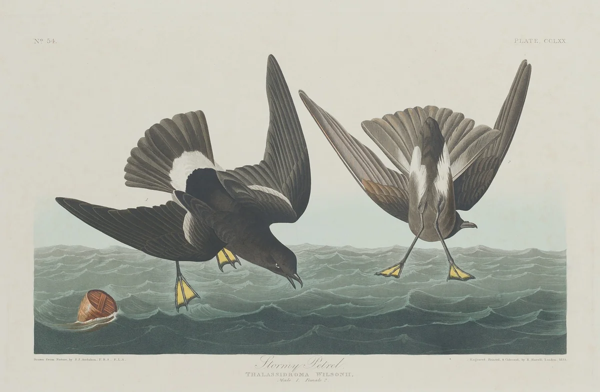 Stormy Petrel by Robert Havell, Jr.; John James Audubon, print, 1835