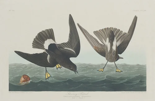 Stormy Petrel by Robert Havell, Jr.; John James Audubon, print, 1835